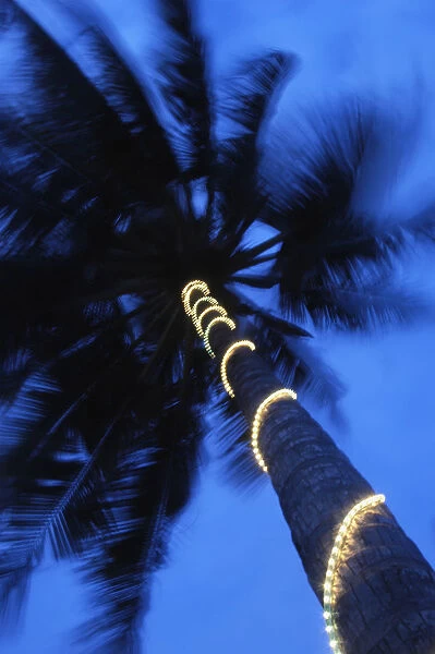 Palm Tree With Fairy Lights, Blurred Motion