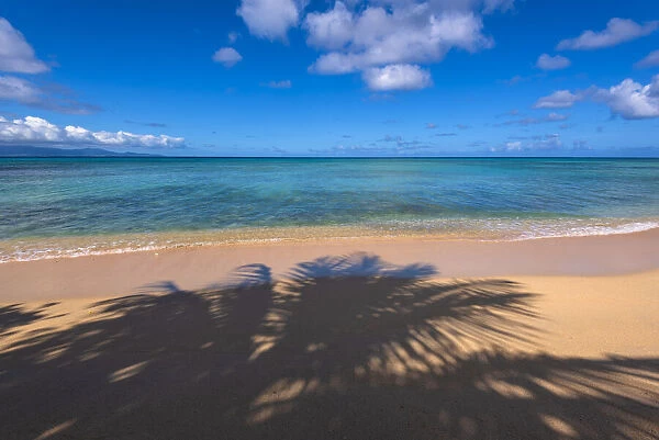Palm Tree Shadow On a Sandy Beach, Guadeloupe, French West Indies