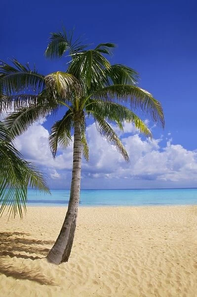 Palm Tree On Tropical Beach