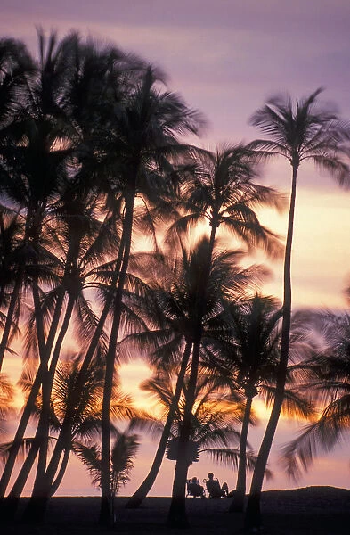 Palm Trees And A Couple In Beach Chairs At Sunset At Anaehoomalu Bay, Waikoloa Resort; Kohala, Island Of Hawaii, Hawaii, United States Of America