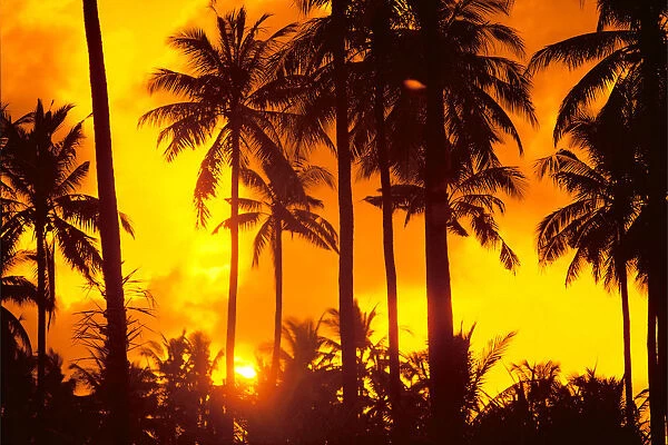 Palm Trees Silhouetted In Bright Orange Sky, Sunset