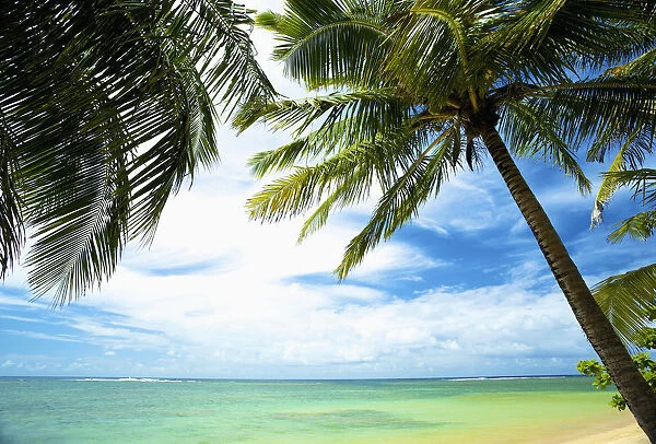 Palm Trees And Turquoise Water; Kauai, Hawaii, United States Of America