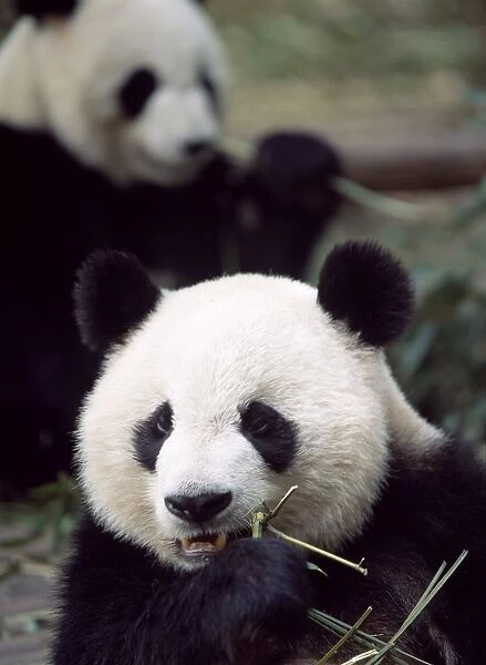 Pandas Eating Bamboo