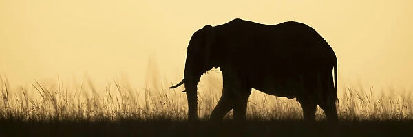Panorama of African bush elephant crossing skyline, Kenya