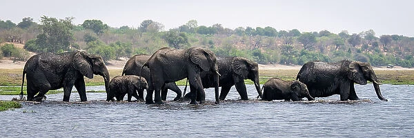 Panorama of African bush elephants crossing river