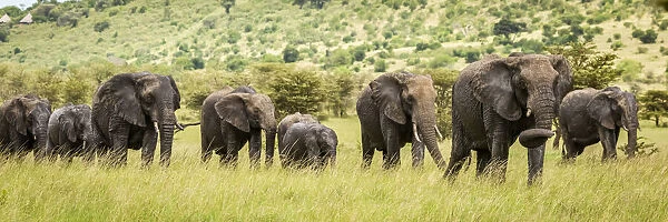 Panorama of African bush elephants crossing savannah
