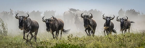 Panorama of five blue wildebeest galloping past