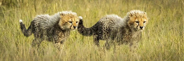 Panorama of two cheetah cubs walking together