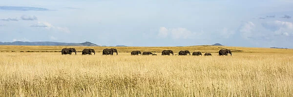 Panorama of elephant herd crossing grassy plain, Serengeti, Tanzania