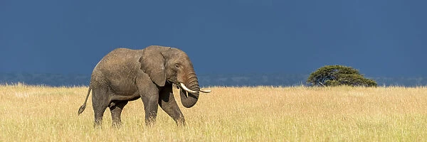 Panorama of elephant walking through long grass