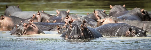 Panorama of hippo pod in calm river