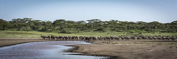 Panorama of line of wildebeest beside river
