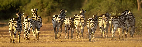 Panorama of plains zebras walking towards bushes