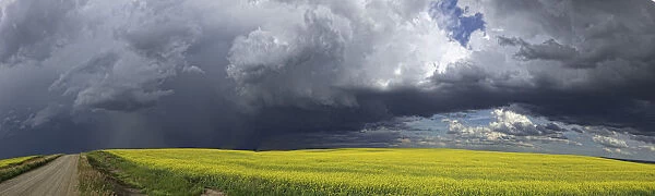 Panoramic Of Storm Clouds Gather Over A Sunlit Canola Field And Country Road; Alberta, Canada