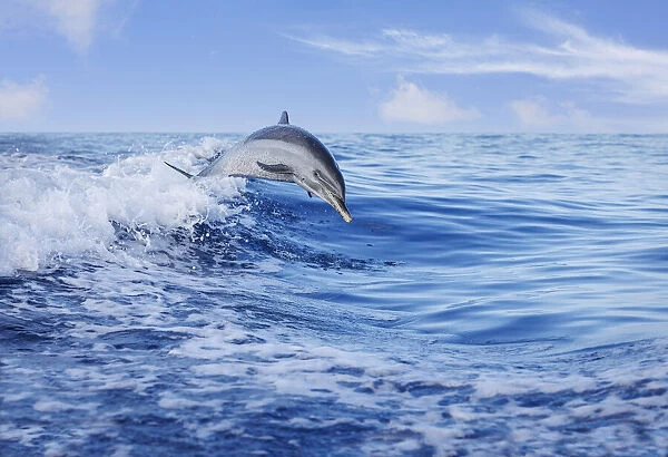 Pantropical spotted dolphin (Stenella attenuata) leaping out of the Pacific Ocean; Hawaii, United States of America