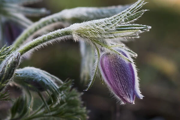 Pasque Flower Blooms In The Garden; Oregon, United States Of America