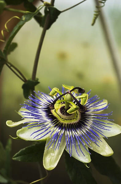 Passion Flower Blooms In A Greenhouse; Astoria, Oregon, United States Of America
