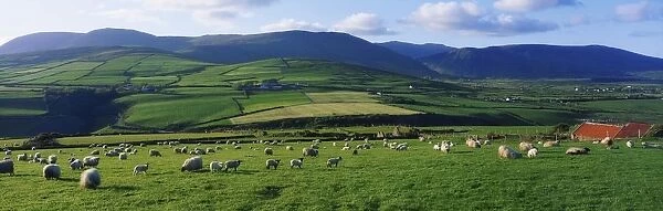 Pastoral Scene Near Anascual, Dingle Peninsula, Co Kerry, Ireland