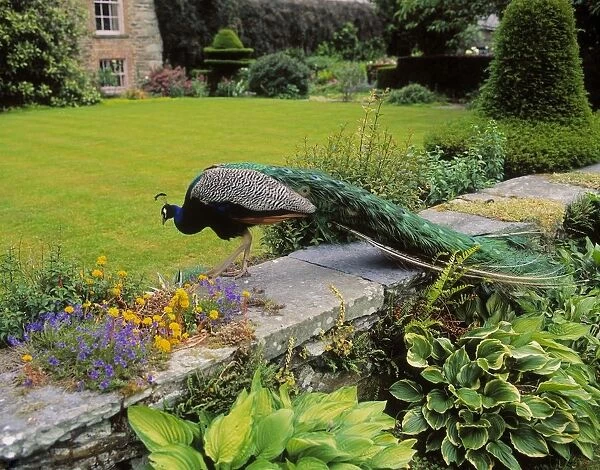 Peacock In Formal Garden, Kilmokea, Co Wexford, Ireland