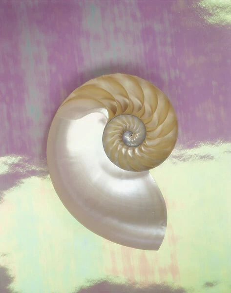 Pearl Nautilus Shell Show Chambers On Pearly Dewy Background