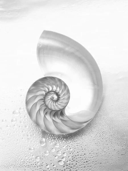 Pearl Nautilus Shell Cut In Half Showing Chambers (Black And White Photograph)