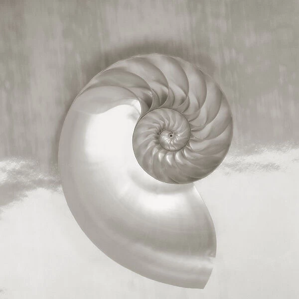 Pearl Nautilus Shell Half Showing Chambers And Spiral (Sepia Photograph)