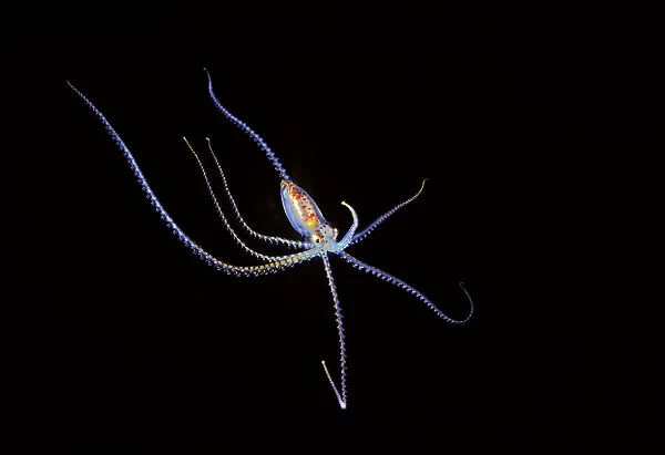 Pelagic species of octopus no more than five inches across at night in Coral Sea; Australia