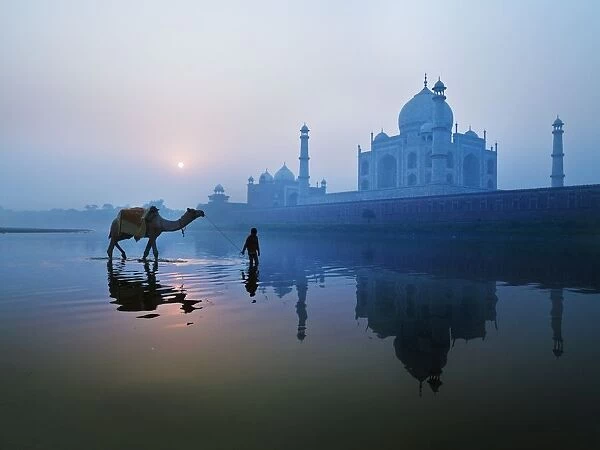 Person And Camel In Front Of Taj Mahal; Agra, India