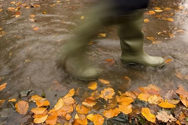 Person In Motion Walks Through Puddle Filled With Autumn Leaves