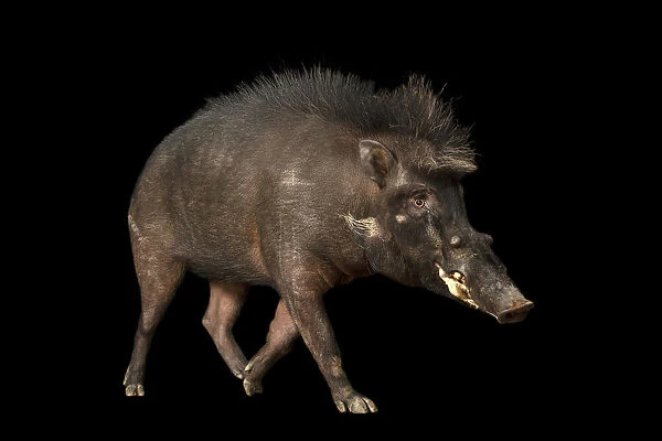 Philippine warty pig portrait
