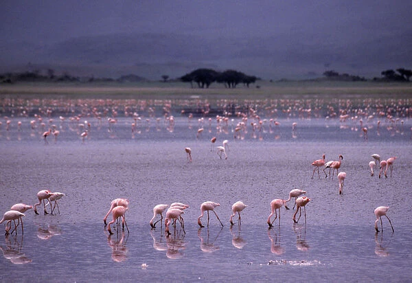 Pink Flamingos Drinking Water