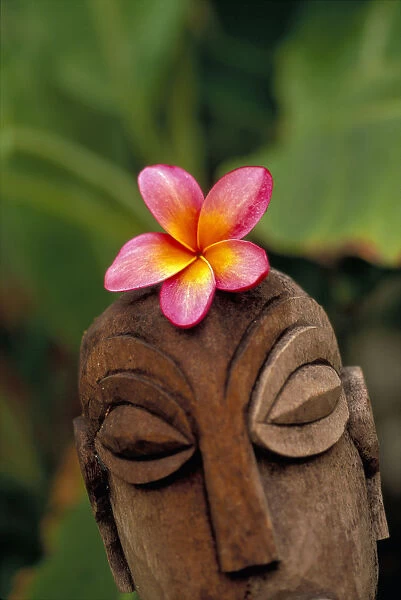 Pink Plumeria Flower Atop Wooden Polynesian Statue Carving, Outdoor
