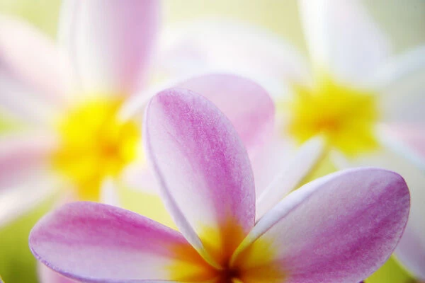 Pink Plumeria Flowers With Yellow Centers, Interesting Angle And Blur