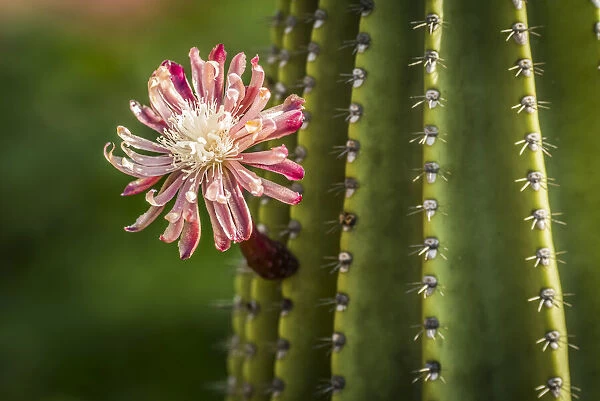 Pink and red flower on thorny cactus