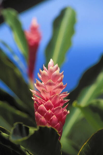 Pink Torch Ginger Flowers, Close-Up Of One Flower, Background Soft Focus