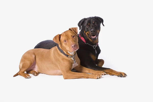 A Pitbull And A Rotweiller On A White Studio Background; St. Albert, Alberta, Canada