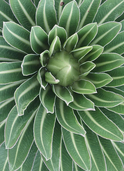 Plant On Mt Meru, Close Up