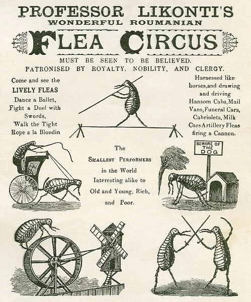 Playbill Of The Professor Likontis Wonderful Romanian Performing Fleas. From The Strand Magazine, Published 1896