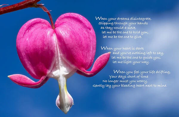 Poetry with Bleeding heart blossom
