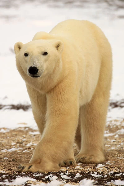 Polar Bear, Churchill, Manitoba