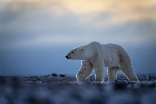 Polar bear crosses rocky tundra lifting paw