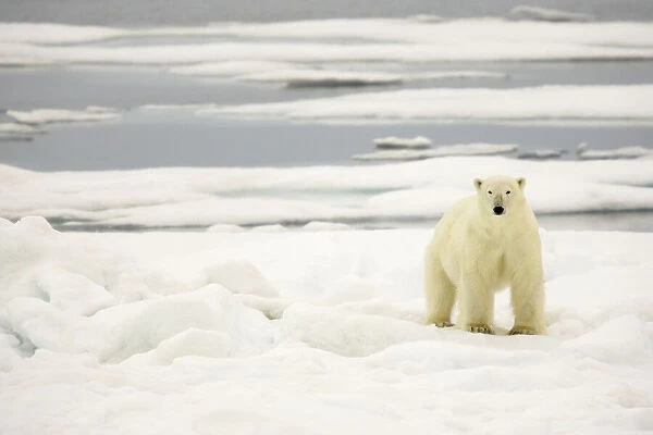 A polar bear on pack ice