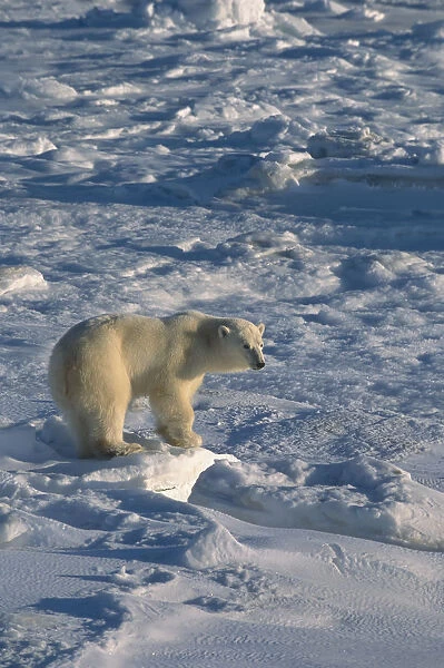 Polar Bear On Pack Ice Hudon Bay Churchill Canada Manitoba Winter