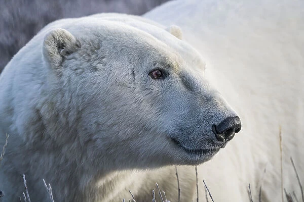 Polar bear portrait, Churchill, Manitoba, Canada