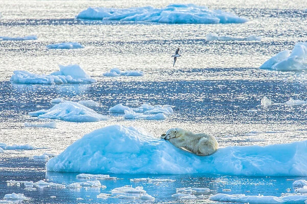 A polar bear rests on an iceberg