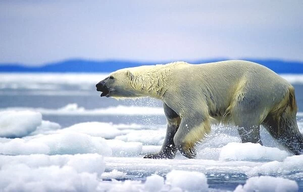 Polar Bear Running On An Ice Flow In Wager Bay, Canada