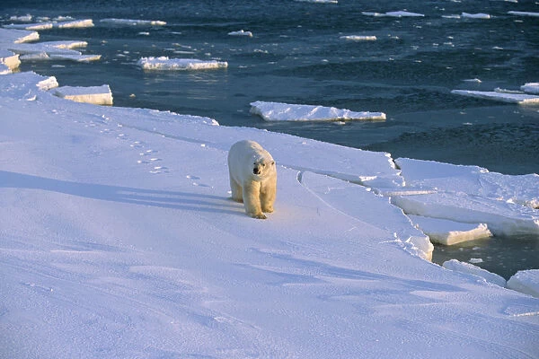 Polar Bear On Shoreline Hudon Bay Canada Churchill Manitoba Winter