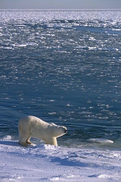 Polar Bear On Shoreline Hudon Bay Churchill Canada Manitoba Winter