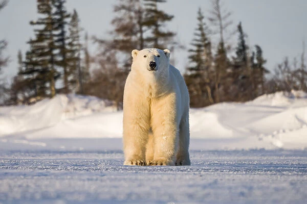Polar bear on snow, Churchill, Manitoba, Canada