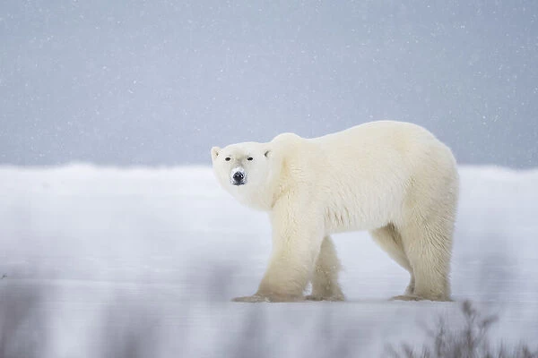 Polar bear in a snowfall, Churchill, Manitoba, Canada